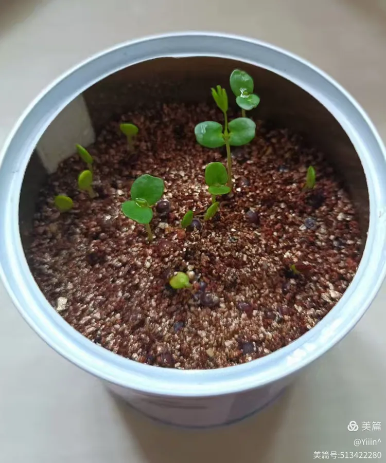 含羞草生长过程